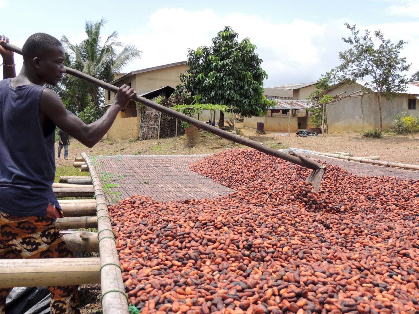 Cacao ivoirien, campagne de commercialisation 2026-2027